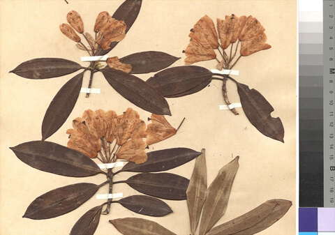 Bilder von Pflanzen der Sammlung Herbarium Hamburgense