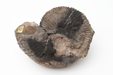 Ammonite with scorch marks