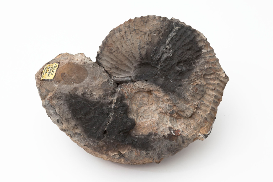Ammonite with scorch marks from an air raid in 1943