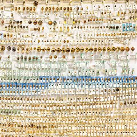 Collection about the biodiversity among ladybugs