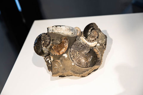 Limestone concretion with ammonites from South Dakota
