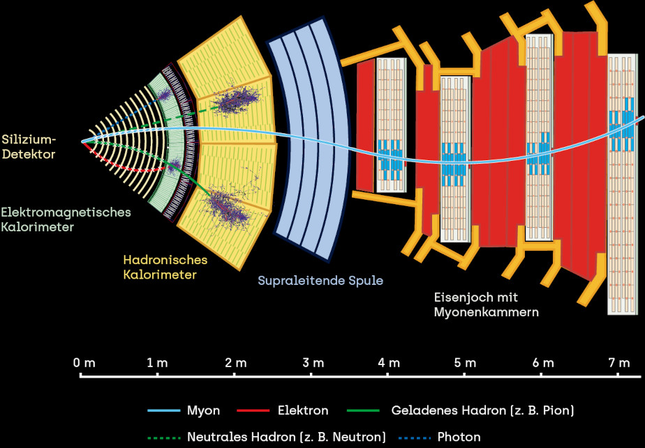Schematic image against a black background: a narrow part of the cross-section of the CMS detector is shown. The different layers are shown from left (inside) to right (outside) in green, yellow, blue and then alternately in red and white. Several colored lines run from the left, of which the blue one runs in a curved line through the entire detector. Below the figure a scale of length is shown, as well as the explanation, which color of the lines represents which particle.