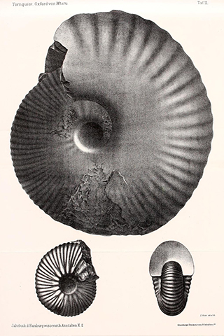 Zeichnung des Ammoniten von Alexander Tornquist, 1893