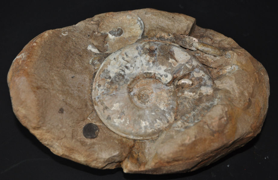 Das Foto zeigt ein braun-beiges Gestein, in das ein schneckenförmiger Ammonit eingewachsen ist.